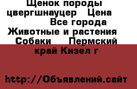 Щенок породы  цвергшнауцер › Цена ­ 30 000 - Все города Животные и растения » Собаки   . Пермский край,Кизел г.